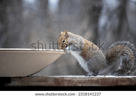Belly Up. Gray Squirrel (Sciurus carolinensis) visits a heated bird bath during a cold winter.  It is one of only a few water sources in the frozen season. Dramatic and cute snowy scene 