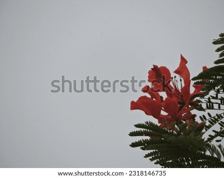 red flowers against a background of green leaves and a white sky