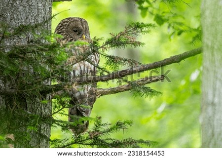 Ural owl (Strix uralensis), Bieszczady Mountains, Poland.