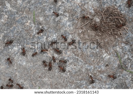 Giant fire ants on mountain path