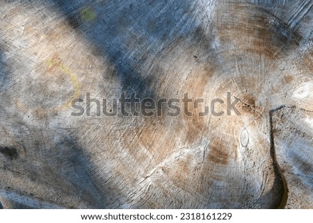 Wooden cross section showing growth rings. Wood structure, abstract background. Copy space. Dry old tree with cracks. High quality photo Royalty-Free Stock Photo #2318161229