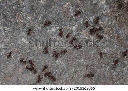 Giant fire ants on mountain path