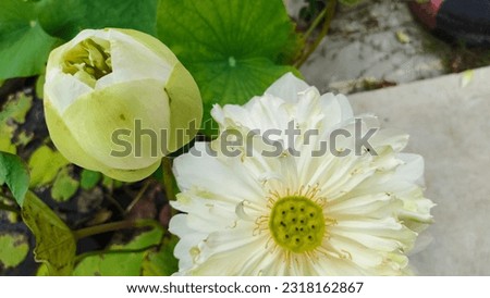 White lotus flower background image ,Sacred lotus, pink lotus-lily, small calyx 4-5 petals, many petals stacked in many layers, white