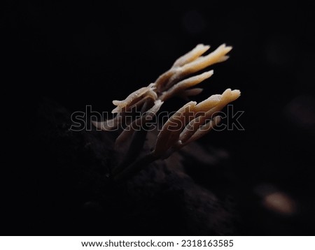 Ramariopsis is a genus of coral fungi in the family Clavariaceae. The genus has a collectively widespread distribution and contains about 40 species. The name means 'having the appearance of Ramaria.