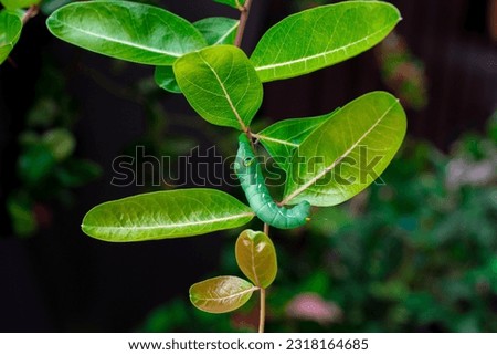Green caterpillar creeps on and eats Carissa carandas L., Karanda, Carunda, Christ's thorn, Bengal Currant leaves.