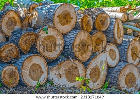 Sawn tree trunks are stacked in a pile on a summer day