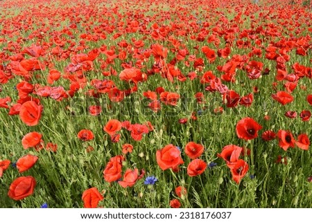 Field of red poppies and cornflowers on a sunny day