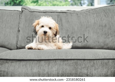 Havanese puppy dog lying on sofa while looking at camera. Curios small fluffy white bichon type puppy taking a break from playing. 16 weeks old female Havanese puppy dog, black eyes. Selective focus. Royalty-Free Stock Photo #2318180261