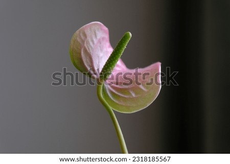 Pink anthurium flower. Anthurium flower is also called Anthurium Dakota or Anthurium Nunzia or flamingo flower
