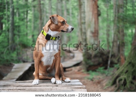 Dog with gps tracker in forest. Puppy dog sitting with tracking collar and bear bell on wooden hiking trail. Forest safety for dog who like to hunt or disappear. Female Harrier mix. Selective focus. Royalty-Free Stock Photo #2318188045