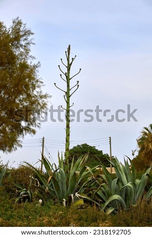 Century plant with power lines and a large tree in the background Royalty-Free Stock Photo #2318192705