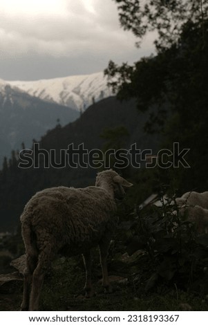 a photo taken from the himachal hills|A herd of sheep came to eat grass |himachal pradesh | india 