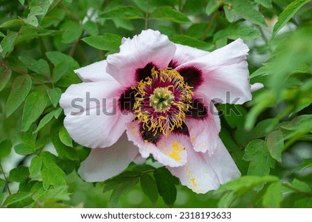 Multicolored bright peony flowers, blurred background of nature