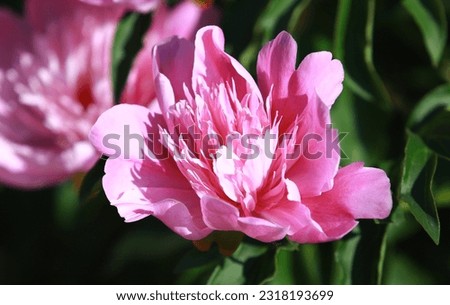 Multicolored bright peony flowers, blurred background of nature