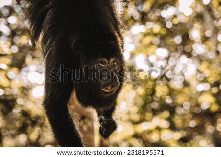 adult male Yucatán or Guatemalan Black Howler Monkey (Alouatta pigra) at the Community Baboon Sanctuary, Belize District, Belize hanging from a branch