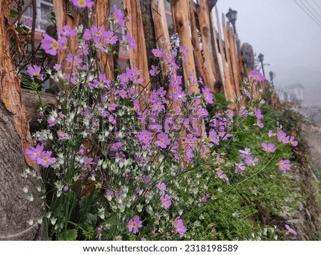 unknown small wild flowers bloom in  the fencing of a house in mountain house in a offbeat trekking route of Sikkim.. the picture is taken in a foggy day 