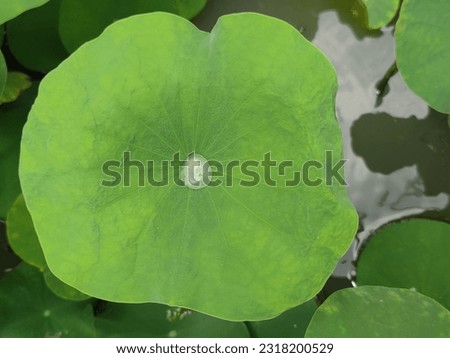 Take a picture of the water rolling on the lotus leaf.