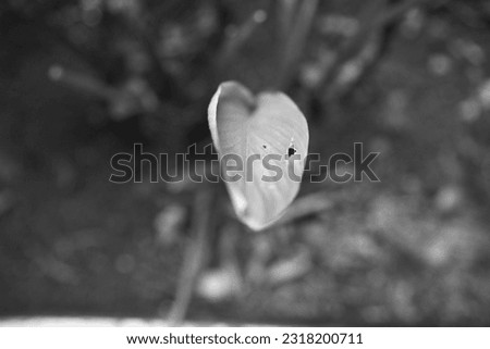 plant leaves photographed in black and white