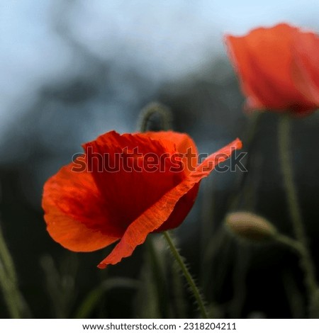 Close-up of view ob blooming red poppy flower - Papaver rhoeas in a meadow in summer light in an interesting blurred background. Collection of pictures will beautify your wall at home.