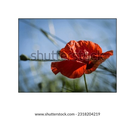 Close-up of view ob blooming red poppy flower - Papaver rhoeas in a meadow in summer light in an interesting blurred background. Collection of pictures will beautify your wall at home.