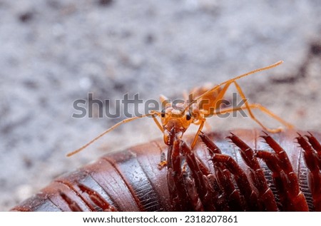 Red ants or Oecophylla smaragdina of the family Formicidae carrying food back to the nest. Red ants help carry  millipede as food. Animal life and small insects