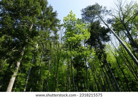 Mixed Forest with pines in vienna woods Royalty-Free Stock Photo #2318215575