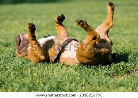 small cute dog french bulldog on a walk in the park playing on the grass portrait of dog