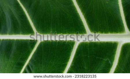 Leaves of Alocasia Frydek or Keladi Neon, abstract green texture, nature background, tropical leaf. Space for text or image backdrop design.