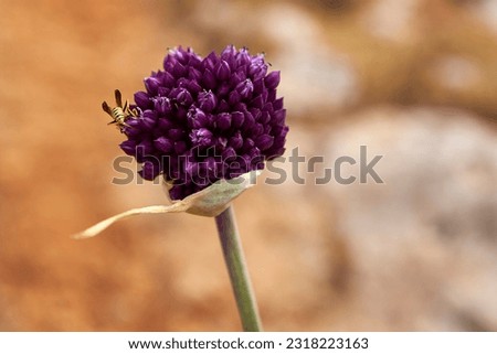 Vibrant violet Allium rotundum plant with bee contrasting with yellowish soil in Cyprus, showcasing the beauty of Mediterranean flora Royalty-Free Stock Photo #2318223163
