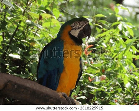 Blue and Yellow parrot. Birds pictures. Parrot. 