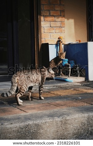 Good-humored, friendly cats around Talat Phlu 