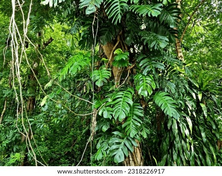 The creeping Monstera Deliciosa covers a large tree in the forest park. Royalty-Free Stock Photo #2318226917