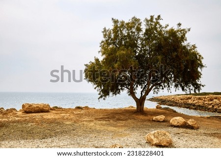 Lone Argan tree on rocky Mediterranean shore, standing tall under an overcast sky, capturing the essence of coastal beauty Royalty-Free Stock Photo #2318228401
