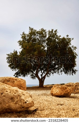 Lone Argan tree on rocky Mediterranean shore, standing tall under an overcast sky, capturing the essence of coastal beauty Royalty-Free Stock Photo #2318228405