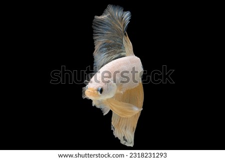 Betta fish stands out as a true work of art showcasing nature's creativity and wonder, Multi color Siamese fighting fish isolated on black background, Bitten fish, Betta splendens.