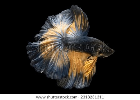 Dark blue betta fish showcases a rich and deep hue that captivates the eye while its yellow tail adds a vibrant and contrasting element to its appearance, Multi color Siamese fighting fish.