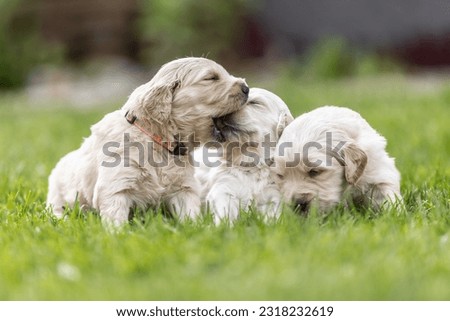 One Golden retriever puppy is bitting the other one while their brother is sniffing something in the grass.