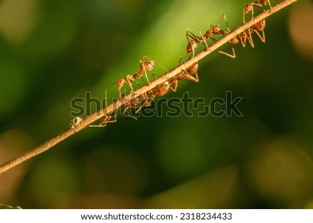 A landscape photo of weaver ants walking on a tree.