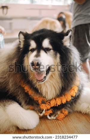 Picture of a chill dog is lying on the floor at home. Alaskan Malamute.