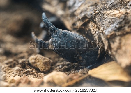 Extreme Macro close up the Giant Forest Scorpion (Heterometrus) with Black Background nature background