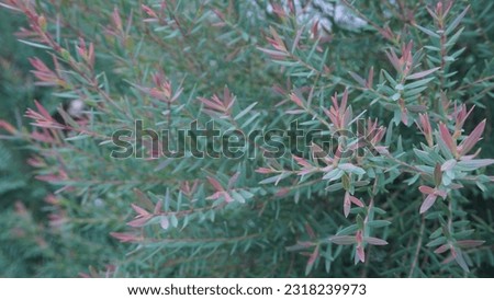 Small Garden Plants Leaf For Pattern And Background