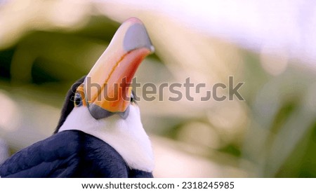 Tropical bird common toucan closeup