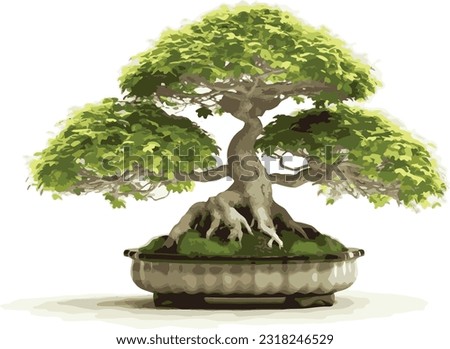 bonsai in pots for home decoration