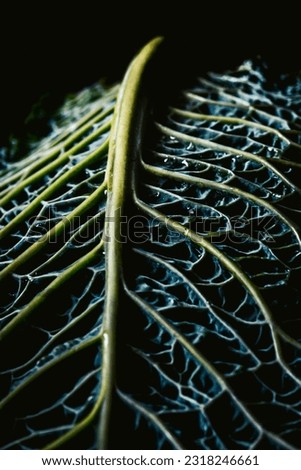 Savoy cabbage leaf - Macro shot