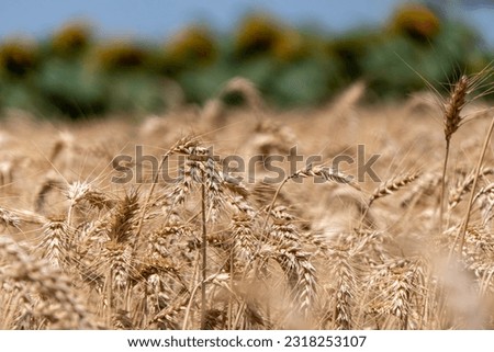 Ears of ripe wheat in an agricultural field with mature sunflowers in the background. Israel. Selective focus. Harvesting