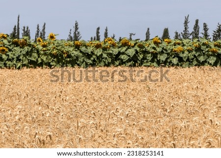 Ears of ripe wheat in an agricultural field with mature sunflowers in the background. Israel. Selective focus. Harvesting