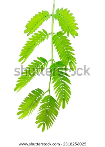 Green leaf or scene for text