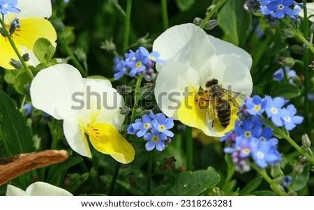 Bee on a flowering pansy