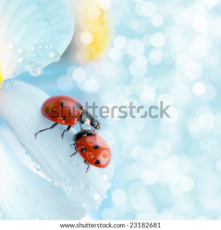 flower petal with ladybug under blue sky