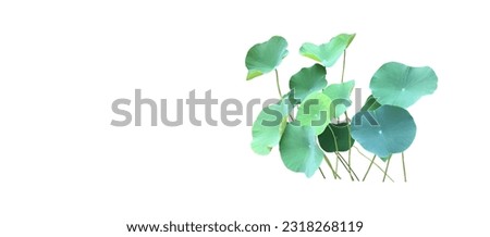 Waterlily leaf or lotus leaf isolated on dark background with clipping paths.